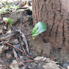 Arum cylindraceum