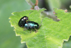 Cryptocephalus nitidulus