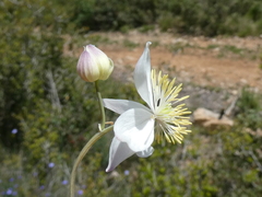 Thalictrum tuberosum