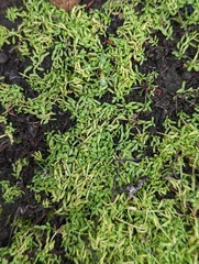 Callitriche marginata