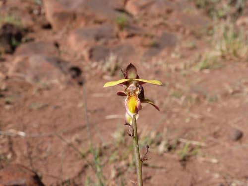 Knobby Harlequin (Eulophia tuberculata)