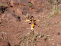 Eulophia tuberculata