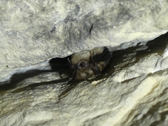 Myotis mystacinus