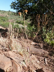 Eulophia tuberculata