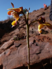 Eulophia tuberculata