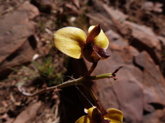 Eulophia tuberculata