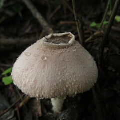 Hymenagaricus
