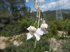 Thalictrum tuberosum