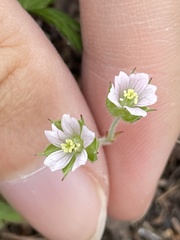 Geranium carolinianum