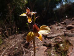 Eulophia tuberculata