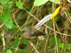 Rhipidura fuliginosa