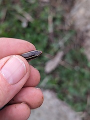 Plestiodon skiltonianus skiltonianus