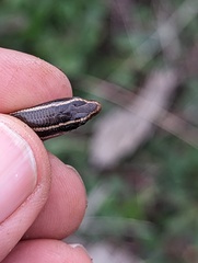 Plestiodon skiltonianus skiltonianus