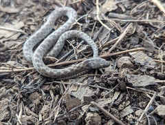 Hypsiglena ochrorhynchus klauberi
