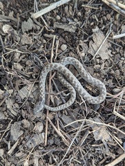 Hypsiglena ochrorhynchus klauberi