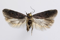 Filatima