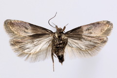 Filatima