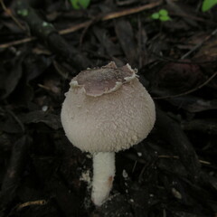 Hymenagaricus