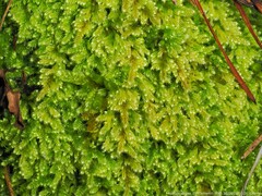 Ctenidium molluscum