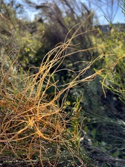Cuscuta californica