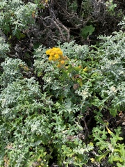Eriophyllum staechadifolium