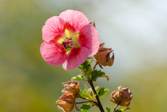 Anisodontea scabrosa