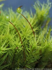 Bartramia pomiformis