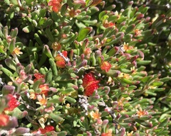 Mesembryanthemum nodiflorum