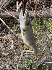 Ptychocheilus oregonensis