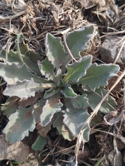 Oenothera