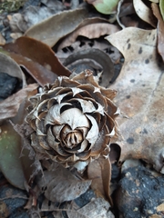 Cunninghamia lanceolata