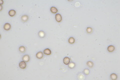Microbotryum