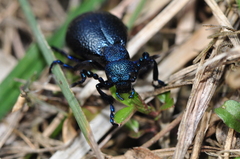 Meloe proscarabaeus