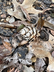 Cunninghamia lanceolata