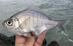 Hyperprosopon argenteum