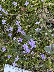 Houstonia pusilla