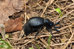 Meloe proscarabaeus