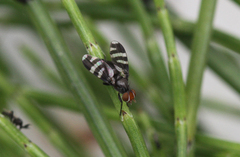 Herina frondescentiae