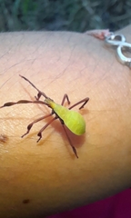 Holhymenia histrio