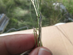Aristida havardii