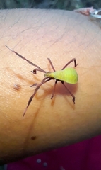 Holhymenia histrio