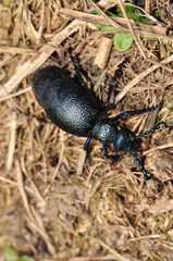 Meloe proscarabaeus
