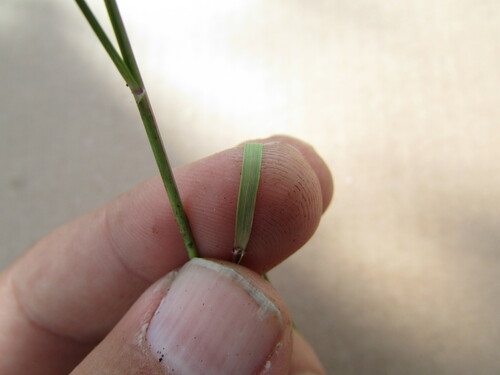 Image of Aristida havardii by (c) Carlos Martorell, some rights reserved (CC BY)