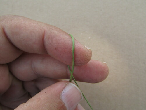 Image of Aristida havardii by (c) Carlos Martorell, some rights reserved (CC BY)