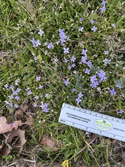Houstonia pusilla