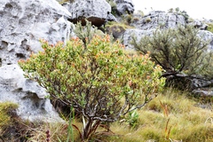 Leucadendron strobilinum