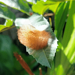 Megalopyge albicollis