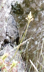 Disa ferruginea