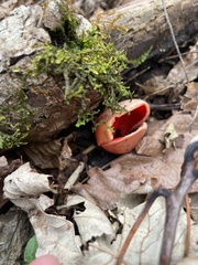 Sarcoscypha austriaca