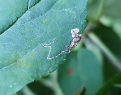 Stigmella desperatella